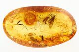 Detailed Fossil Non-Biting Midges (Chironomidae) In Baltic Amber #275490-1